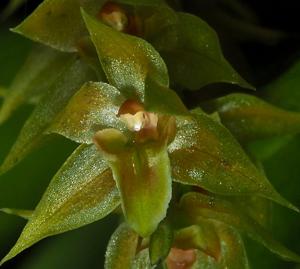 Dendrochilum kingii