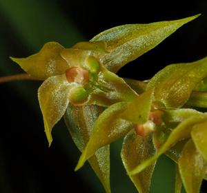 Dendrochilum kingii