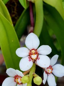 Sarcochilus hartmannii
