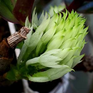 Dendrobium capituliflorum