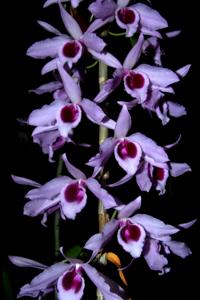 Dendrobium anosmum