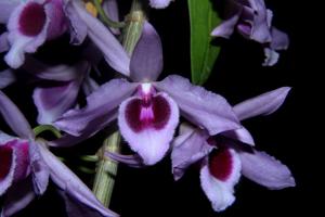 Dendrobium anosmum