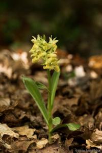 Dactylorhiza sambucina