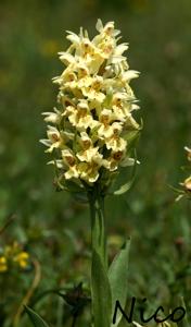 Dactylorhiza sambucina