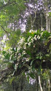 Coelogyne flexuosa