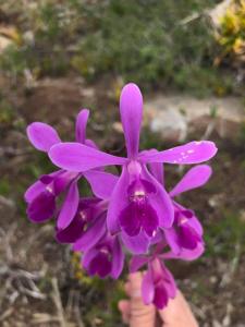 Encyclia jenischiana