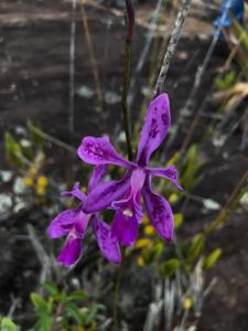 Encyclia jenischiana