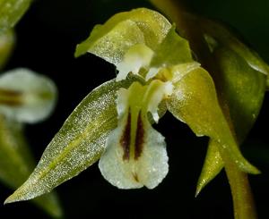 Dendrochilum gracile var. gracile