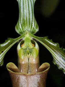 Paphiopedilum bungebelangi