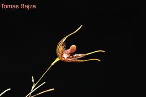 Andreettaea aristata