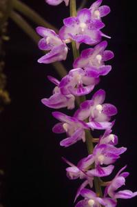 Aerides krabiensis