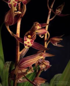 Cymbidium sinense