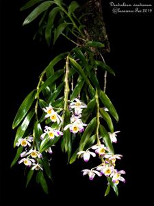 Dendrobium wardianum