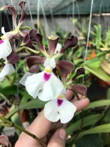 Encyclia cordigera