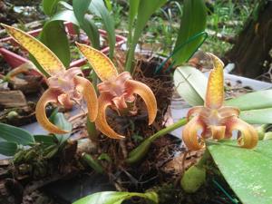Bulbophyllum lobbii subsp. lobbii