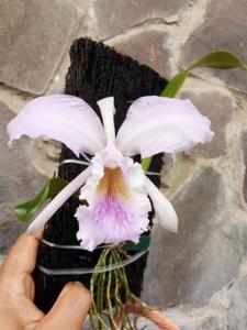 Cattleya jenmanii