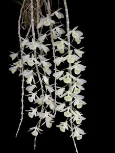 Dendrobium aphyllum