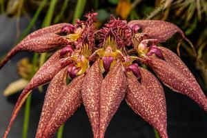 Bulbophyllum rothschildianum