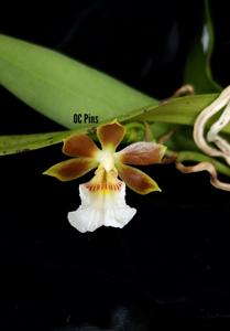 Trichocentrum fuscum