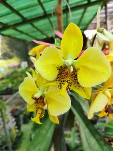 Phalaenopsis stuartiana