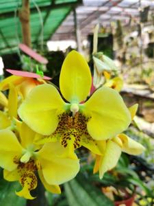 Phalaenopsis stuartiana