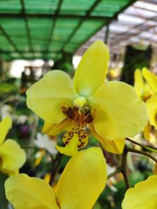 Phalaenopsis stuartiana