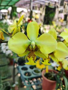 Phalaenopsis stuartiana