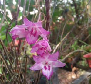 Dendrobium lanceolatum