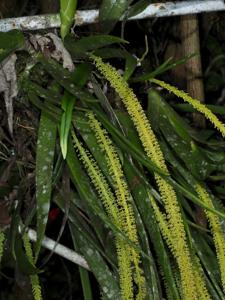 Hippeophyllum scortechinii