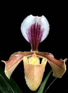 Paphiopedilum gratrixianum var. christensonianum