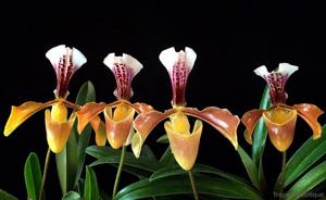 Paphiopedilum gratrixianum var. christensonianum
