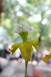 Paphiopedilum gratrixianum var. christensonianum