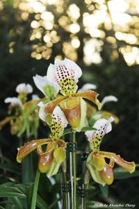 Paphiopedilum gratrixianum var. christensonianum