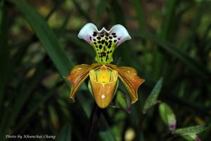 Paphiopedilum gratrixianum var. christensonianum