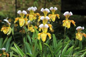 Paphiopedilum gratrixianum var. christensonianum