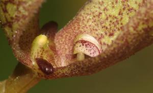 Bulbophyllum arfakianum