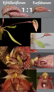 Bulbophyllum arfakianum