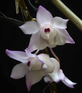 Dendrobium aduncum