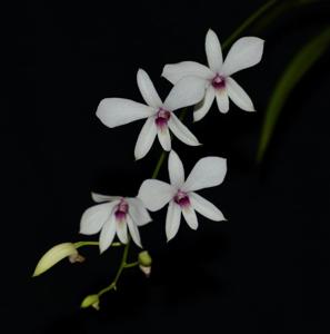 Dendrobium affine