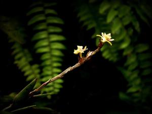 Dendrobium albayense