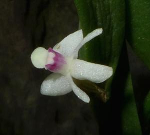 Dendrobium albiflorum