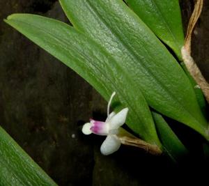 Dendrobium albiflorum