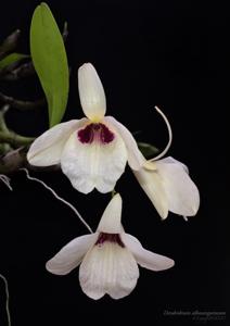 Dendrobium albosanguineum