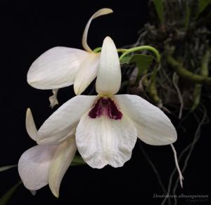 Dendrobium albosanguineum