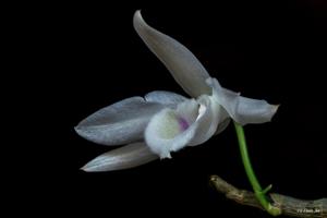 Dendrobium anosmum