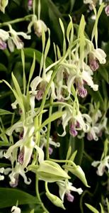Dendrobium antennatum