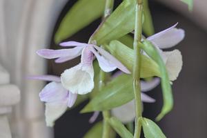 Dendrobium aphyllum