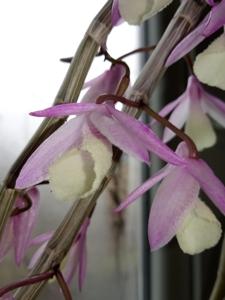 Dendrobium aphyllum
