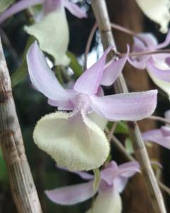Dendrobium aphyllum