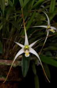 Dendrobium arachnoideum